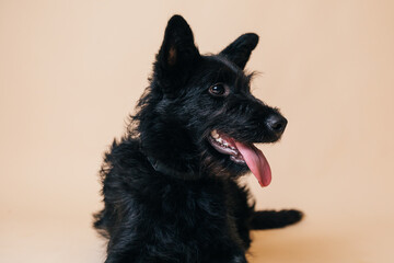 Cute black adopted dog posing in front of the camera. 