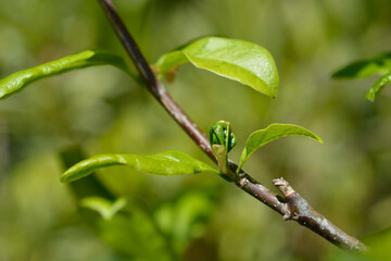 Kobus magnolia leaves