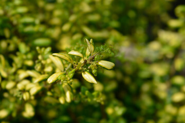 Box-leaved holly Convexed Gold branch
