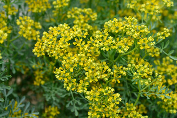 Obraz premium Common rue flowers