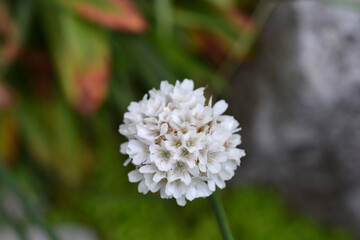 Great thrift Ballerina White flower