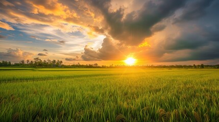 Fototapeta na wymiar Sunset at rice field on rainy season, vivd cloudy sky, stock photo