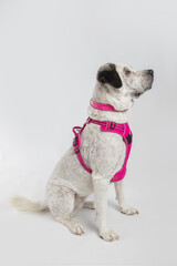 Adorable adopted white dog with one black ear posing in front of the camera.