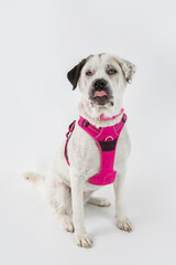 Adorable adopted white dog with one black ear posing in front of the camera.