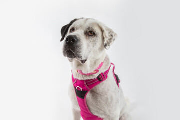 Adorable adopted white dog with one black ear posing in front of the camera.
