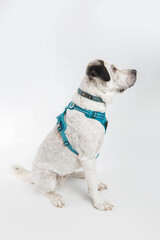 Adorable adopted white dog with one black ear posing in front of the camera.  