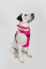 Adorable adopted white dog with one black ear posing in front of the camera.  