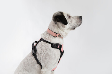 Adorable adopted white dog with one black ear posing in front of the camera.  