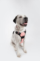 Adorable adopted white dog with one black ear posing in front of the camera.  