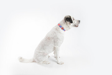Adorable adopted white dog with one black ear posing in front of the camera.  