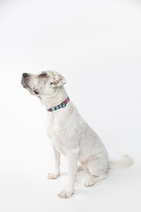 Adorable adopted white dog with one black ear posing in front of the camera.  
