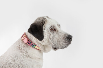 Adorable adopted white dog with one black ear posing in front of the camera.  