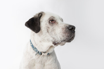 Adorable adopted white dog with one black ear posing in front of the camera.  