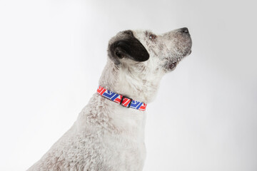 Adorable adopted white dog with one black ear posing in front of the camera.  