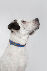 Adorable adopted white dog with one black ear posing in front of the camera.  
