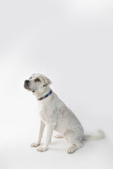 Adorable adopted white dog with one black ear posing in front of the camera.