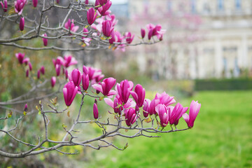 magnolia tree flowers on a spring day in Paris, France
