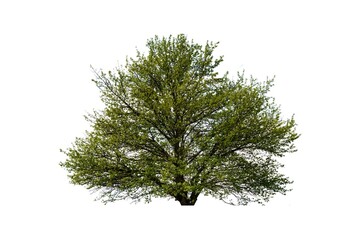 Nine collections of beautiful green trees isolated on white with clipping path