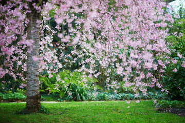 Beautiful pink cherry blossom tree in Bagatelle park of Paris