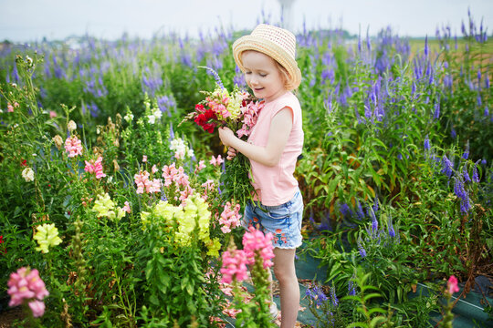 Adorable girl picking beautiful antirrhinum flowers on farm. Outdoor summer activities for little kids
