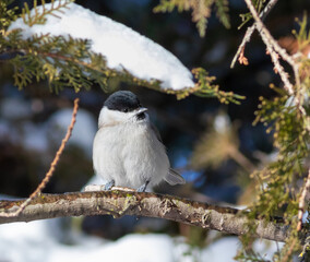 Marsh tit, Poecile palustris. On a winter morning, a bird sits on the branch of a thuja tree