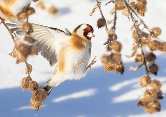 European goldfinch, Carduelis carduelis. A bird sits on a plant to eat its seeds