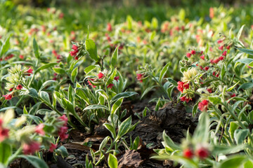 red and green flowers