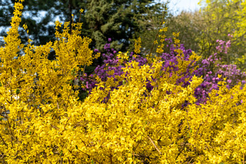 field of yellow flowers