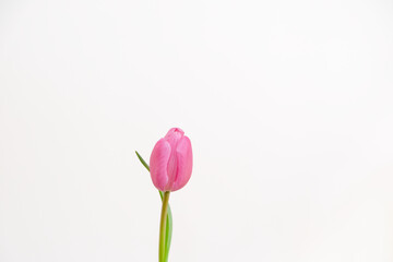 Single Pink Tulips on a White Background Spring Time Bouquet