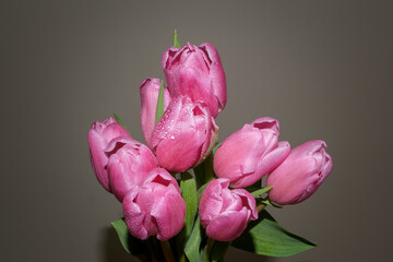 Nine Pink Tulips in Spring Time Bouquet with Fresh Dewdrops