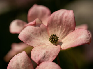 Fiore di magnolia rosa