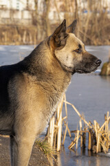 KYIV, UKRAINE - JANUARY 31, 2024: Very warm weather and sunshine on the last day of January. the dog is walking near the lake. she carefully stepped on the ice because there were ducks there. the dog 