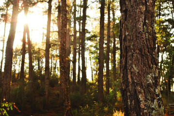 A rich forest scene bathed in warm tones as the sunlight peeks through the leaves, alive in the ethereal glow. Great for nature blogs, environmental campaigns, fantasy scenes, and woodland designs!