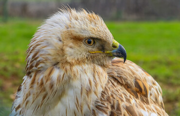 Long-legged Buzzard (Buteo rufinus) is a bird of prey, common in Asia, Europe, and Africa.