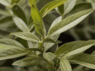 Lemon Verbena (Aloysia citrodora) in the garden