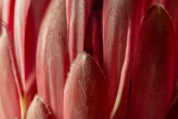 Pink protea flower on pink background