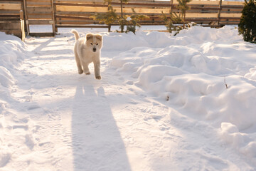 Funny little puppy dog playing alone in snow at backyard, having winter fun outside. White domestic animal pet enjoying winter playing in snow on sunny day, no people. Concept of home cozy atmosphere.