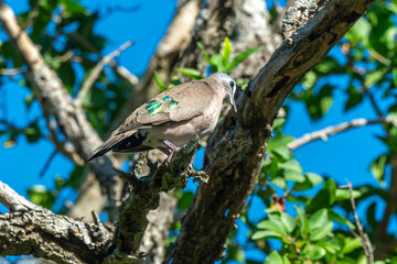 Tourtelette émeraudine, tourterelle émeraude, .Turtur chalcospilos, Emerald spotted Wood Dove, Parc national Kruger, Afrique du Sud