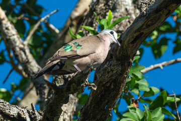 Tourtelette émeraudine, tourterelle émeraude, .Turtur chalcospilos, Emerald spotted Wood Dove,...