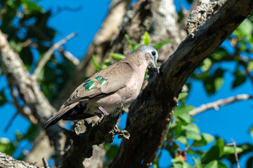 Tourtelette émeraudine, tourterelle émeraude, .Turtur chalcospilos, Emerald spotted Wood Dove,...
