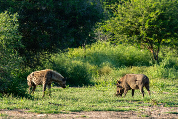 Hyène tachetée, Crocuta crocuta, Phacochère commun, Phacochoerus africanus, Parc national Kruger, Afrique du Sud