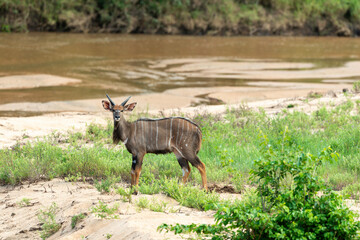 Guib harnaché, Tragelaphus scriptus, Parc national Kruger, Afrique du Sud