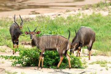 Guib harnaché, Tragelaphus scriptus, Parc national Kruger, Afrique du Sud