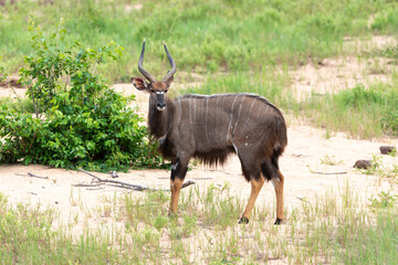 Guib harnaché, Tragelaphus scriptus, Parc national Kruger, Afrique du Sud