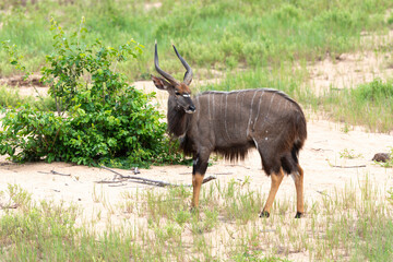 Guib harnaché, Tragelaphus scriptus, Parc national Kruger, Afrique du Sud