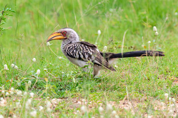 Calao leucomèle,.Tockus leucomelas, Southern Yellow billed Hornbill, Parc national Kruger, Afrique du Sud