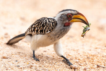 Calao leucomèle,.Tockus leucomelas, Southern Yellow billed Hornbill, Mante, mantis, Parc national Kruger, Afrique du Sud