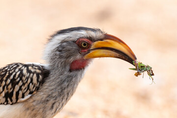 Calao leucomèle,.Tockus leucomelas, Southern Yellow billed Hornbill, Mante, mantis, Parc national Kruger, Afrique du Sud