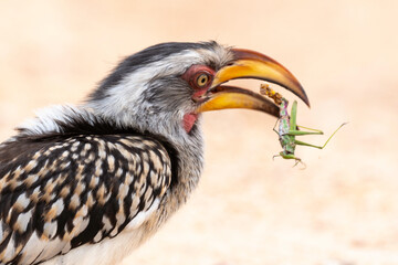 Calao leucomèle,.Tockus leucomelas, Southern Yellow billed Hornbill, Mante, mantis, Parc national Kruger, Afrique du Sud