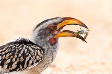 Calao leucomèle,.Tockus leucomelas, Southern Yellow billed Hornbill, Mante, mantis, Parc national Kruger, Afrique du Sud